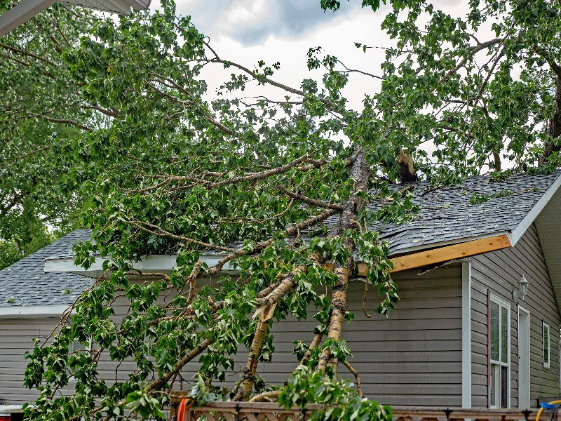 Large tree branches fallen and resting on the roof of a gray house. storm damage restoration
